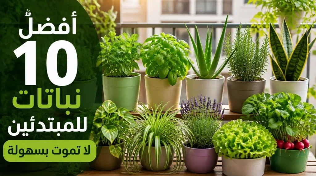 أفضل 10 نباتات للمبتدئين