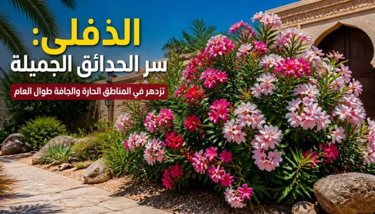 الدفلى: سر الحدائق الجميلة
