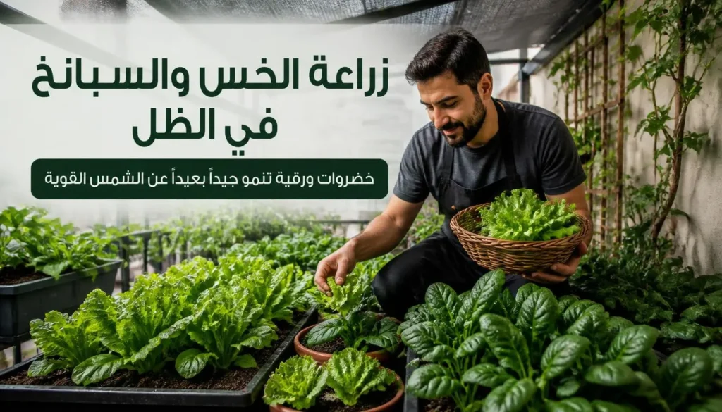 زراعة الخس والسبانخ