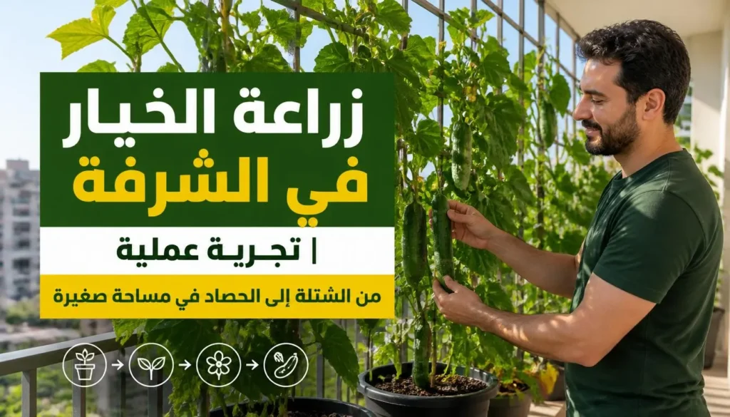 زراعة الخيار
