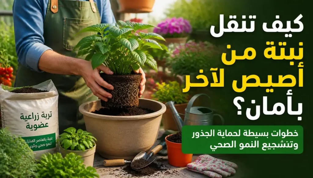 كيف تنقل نبتة