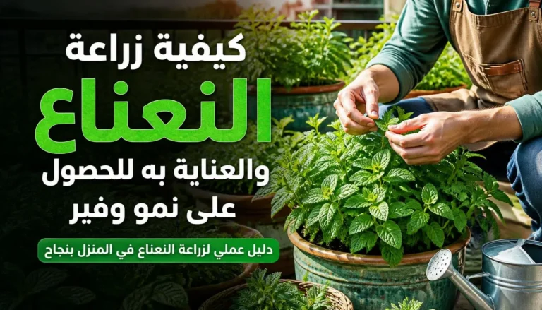 كيفية زراعة النعناع