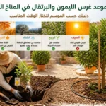 موعد غرس الليمون والبرتقال